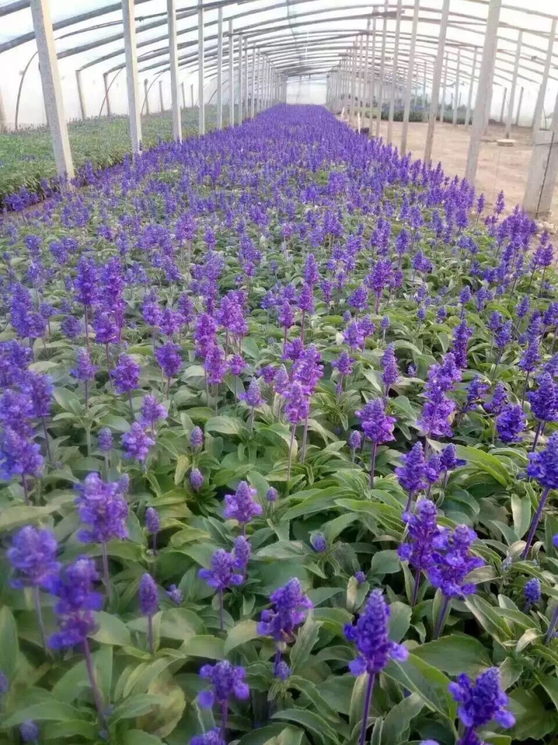 绿化草花供应基地
