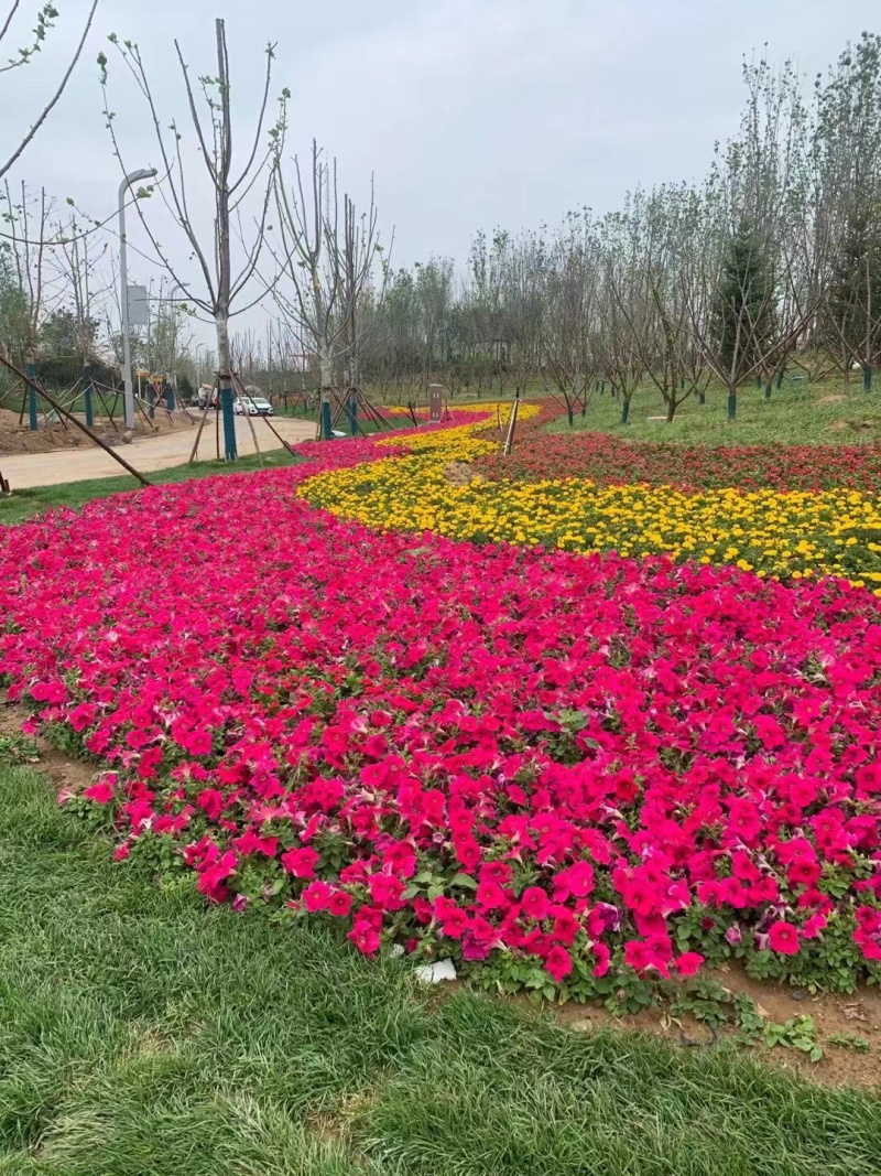 绿化草花供应基地