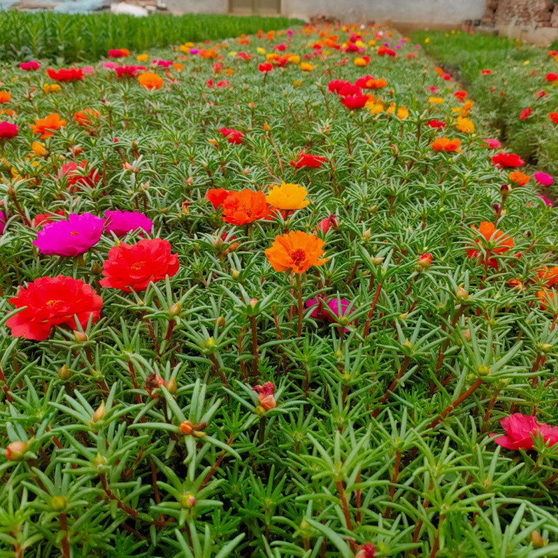 绿化草花供应基地