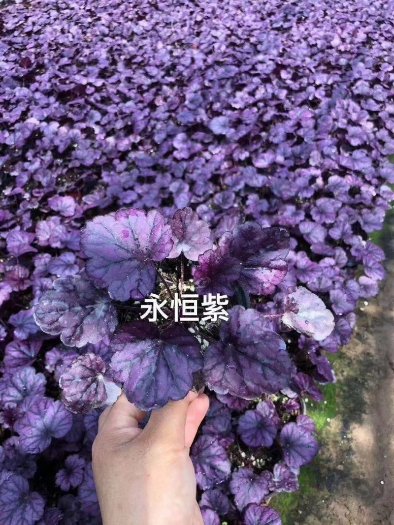 绿化草花供应基地