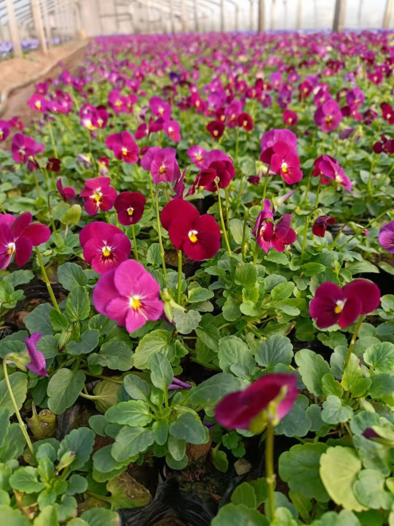 绿化草花供应基地