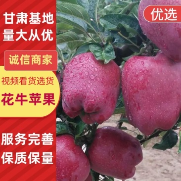 【产地新货】花牛苹果精品花牛原产地发货甘肃天水