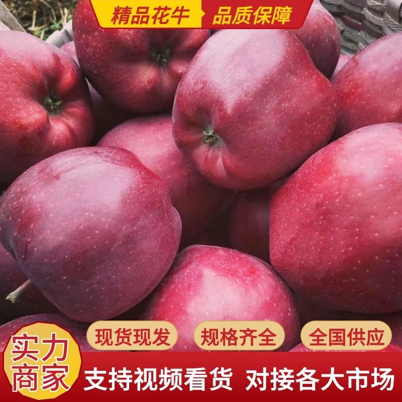 【精品】花牛苹果原产地发货新鲜蛇果价优保质保量