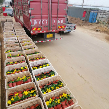 山东草花基地