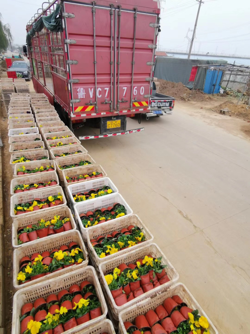 山东草花基地