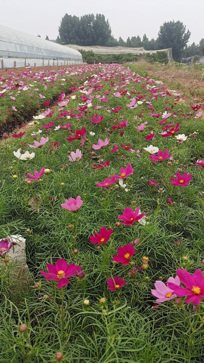 山东草花基地