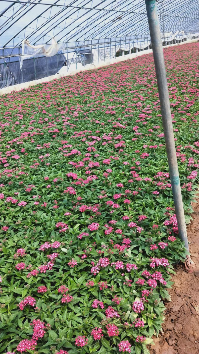 山东草花基地