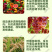 硝钠胺鲜酯调节生长打破休眠保花保果防落花落果