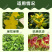 硝钠胺鲜酯调节生长打破休眠保花保果防落花落果