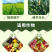 硝钠胺鲜酯调节生长打破休眠保花保果防落花落果