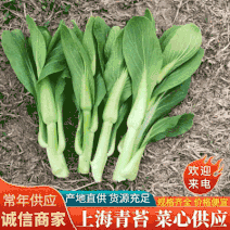 《上海青苔》菜心菜苔万亩基地随到随装常年有货