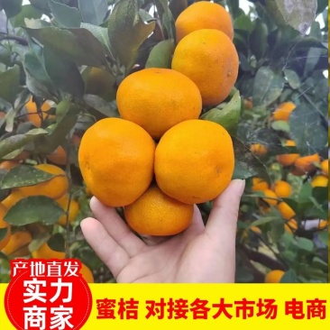 【特早蜜橘】特早高山蜜桔承接市场商超电商平台货源充足