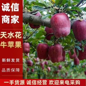 天水花牛苹果堪比美国蛇果，产地发货一手货源欢迎电话订货