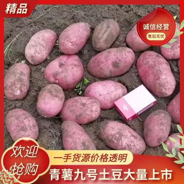 云南青薯九号土豆诚信经营品质保证价格透明可远程看货
