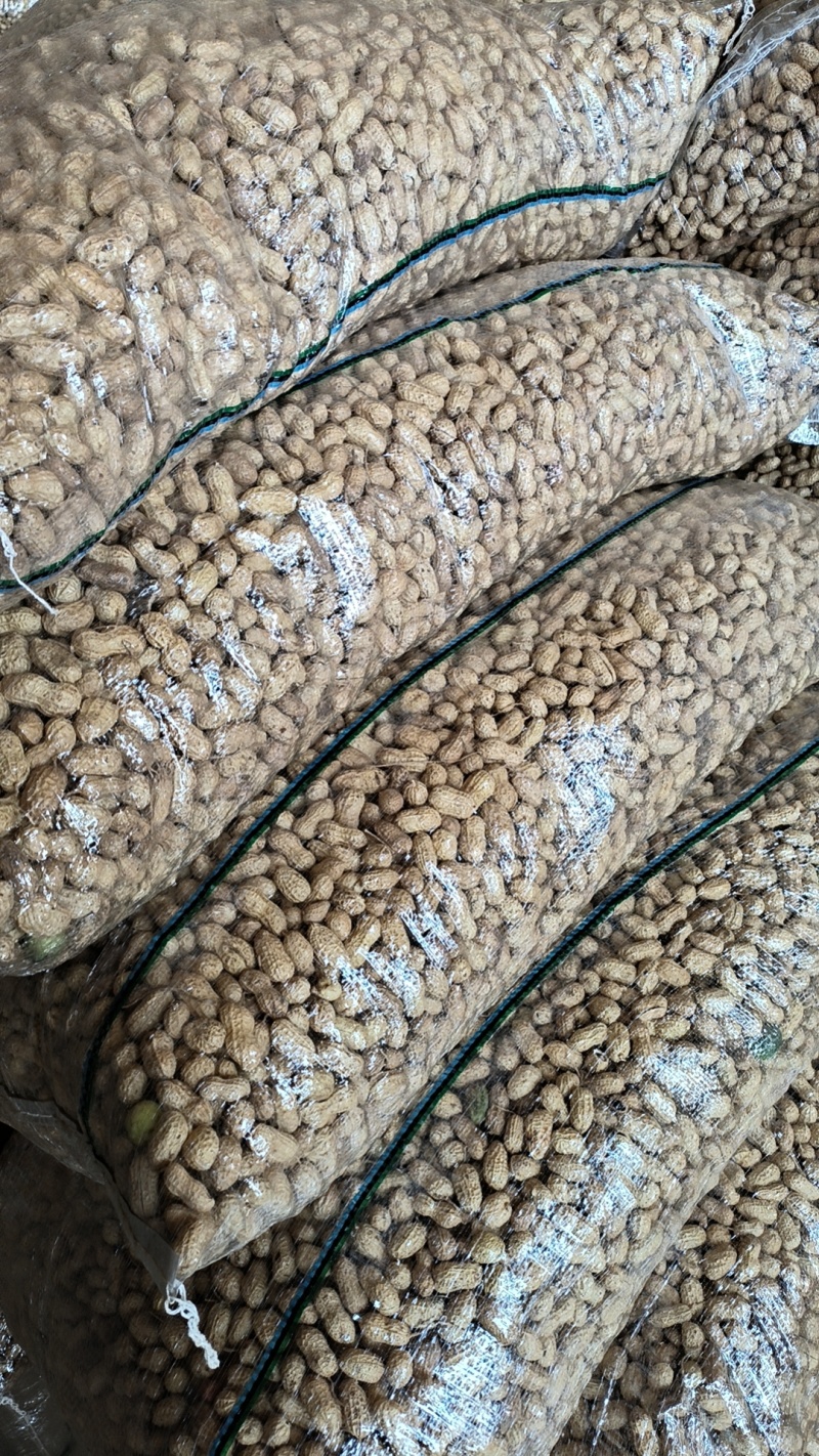 小角蚕豆，籽粒饱满.现货三百亩，批发零售，量大从优