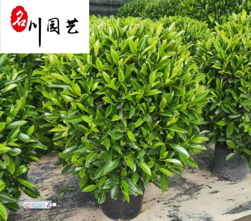 出售精品非洲茉莉球灰茉莉批发价非洲茉莉现货供应