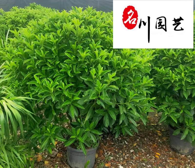 出售精品非洲茉莉球灰茉莉批发价非洲茉莉现货供应