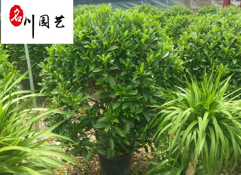 出售精品非洲茉莉球灰茉莉批发价非洲茉莉现货供应