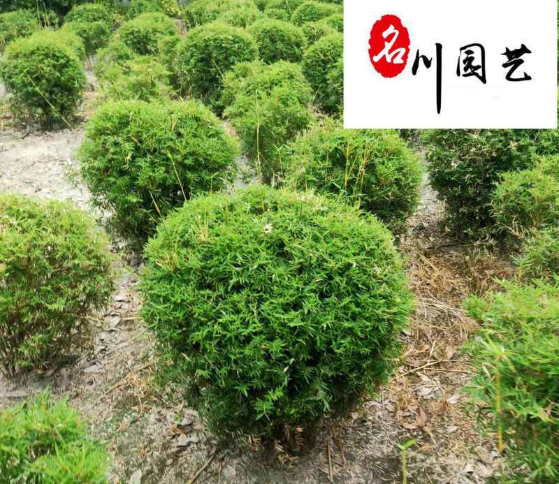 产地直供优质凤尾竹球成都凤尾竹批发基地量大优惠