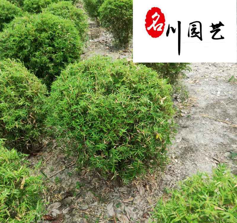 产地直供优质凤尾竹球成都凤尾竹批发基地量大优惠