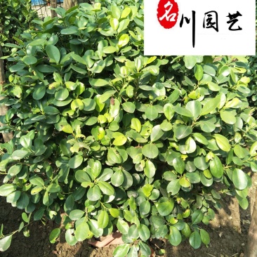 直供精品火山榕四川火山榕基地保质保量生长快优惠价