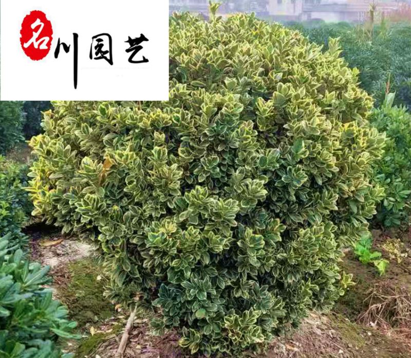 金边黄杨球基地现货金边黄杨球自产批发货源充足现场选