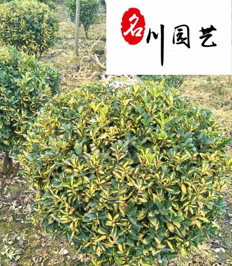 金边黄杨球基地现货金边黄杨球自产批发货源充足现场选