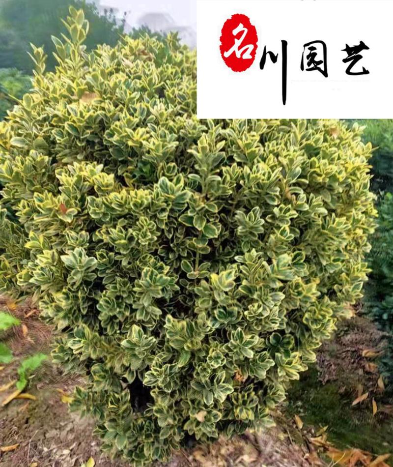 金边黄杨球基地现货金边黄杨球自产批发货源充足现场选