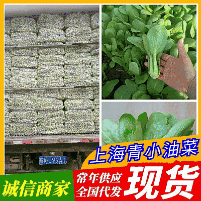 【上海青小油菜】农户自产自销安徽太和县可常年供应