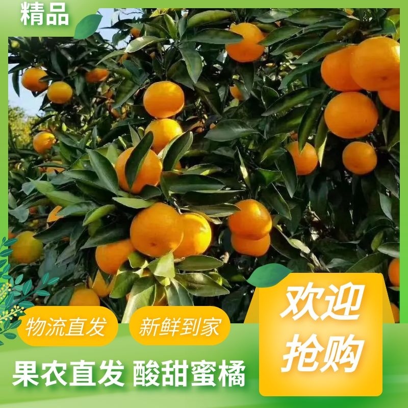 精品早熟【蜜橘】现摘现发个大皮薄口感甘甜欢迎咨询