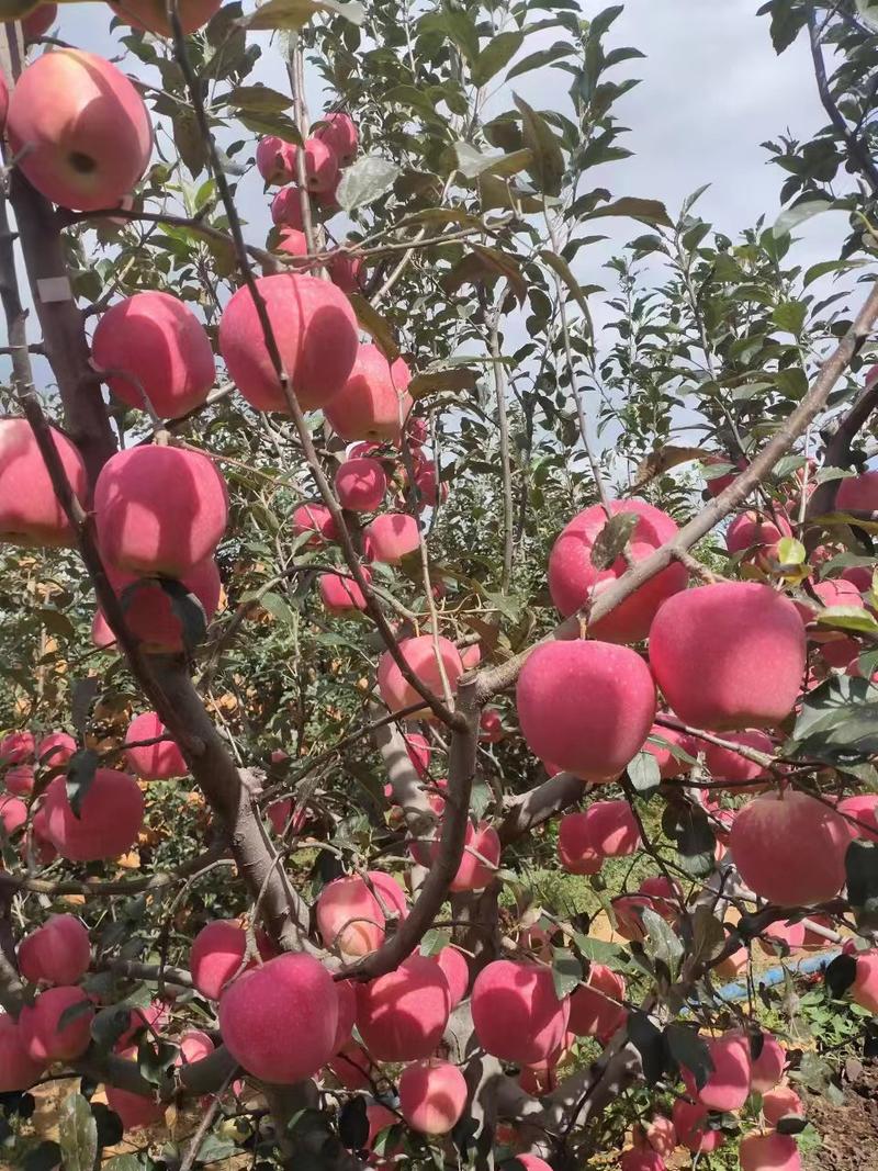 【诚信商家】红富士苹果大量上市辽宁产地直发质量保证