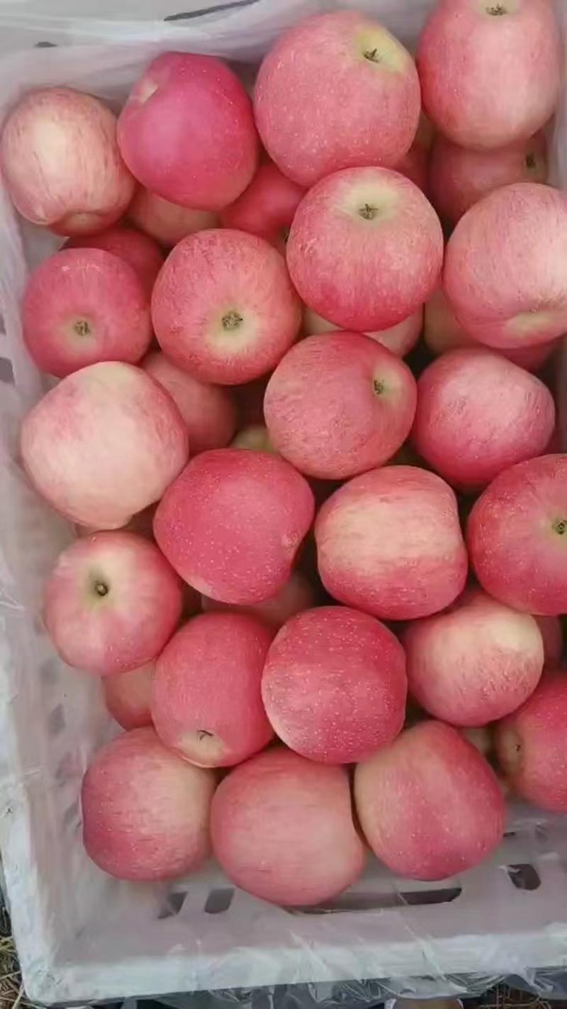 【诚信商家】红富士苹果大量上市辽宁产地直发质量保证