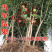 蒙阳红石榴苗蒙阳红大石榴树苗合同发货
