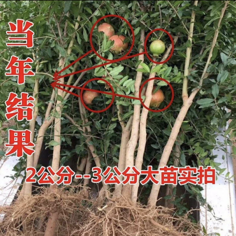 蒙阳红石榴苗蒙阳红大石榴树苗合同发货
