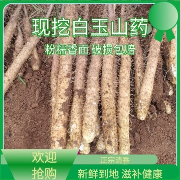 精品【白玉山药】含水量多比较脆吃起来也比较清脆爽口