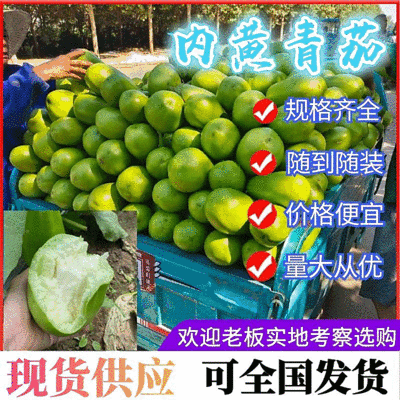 《实力商家》青茄大量上市，河南茄子，青茄子