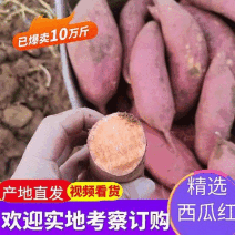 湖北西瓜红红薯大量上市品种齐全货源稳定欢迎全国客商来电