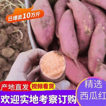 湖北西瓜红红薯大量上市品种齐全货源稳定欢迎全国客商来电