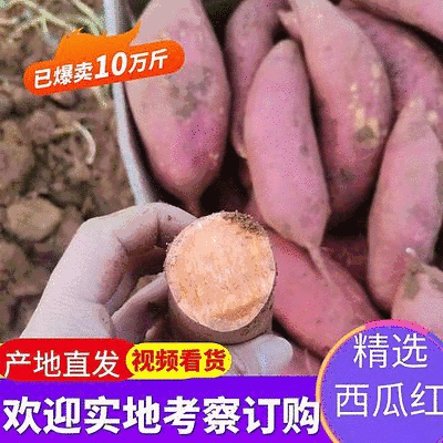 湖北西瓜红红薯大量上市品种齐全货源稳定欢迎全国客商来电