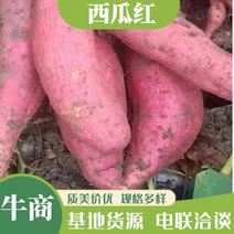安徽精品西瓜红红薯产地直发品质保证欢迎