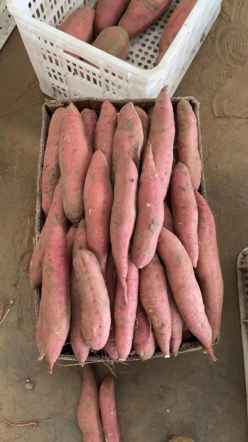 河北红薯烟薯大量上市产地直发保质保量欢迎订购