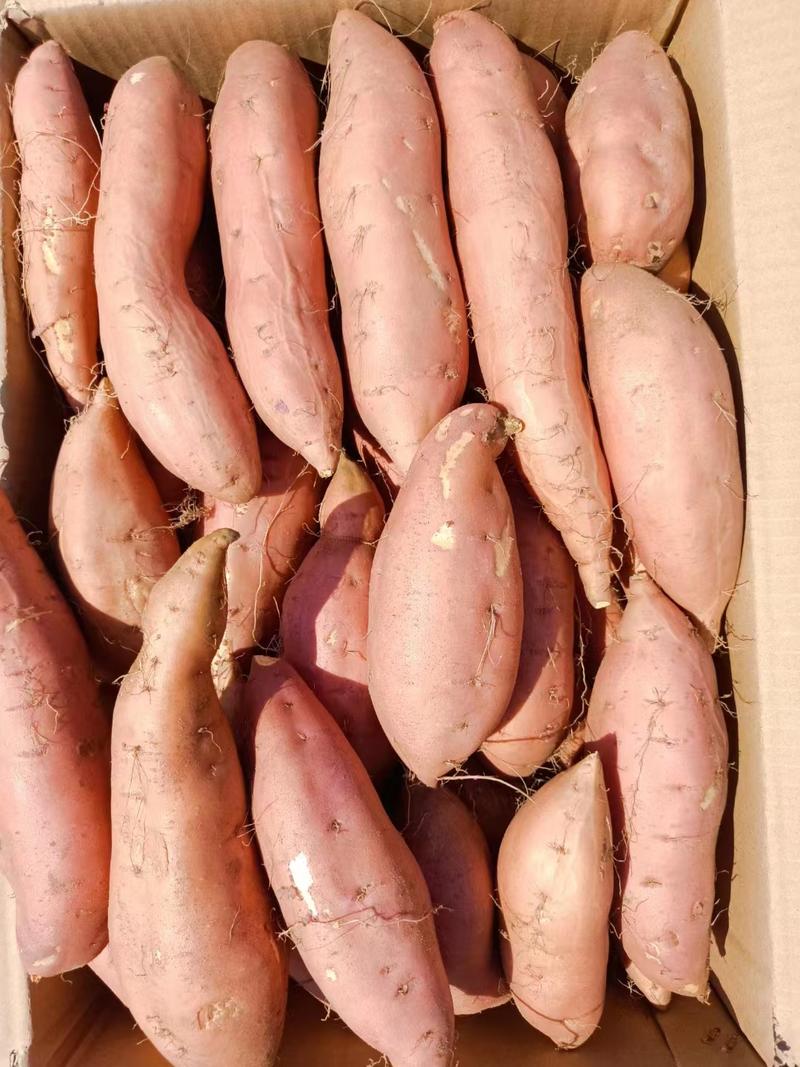 河北红薯烟薯大量上市产地直发保质保量欢迎订购