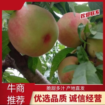 黄金蜜、锦绣黄桃、水果罐头精品一件代发、产地发货