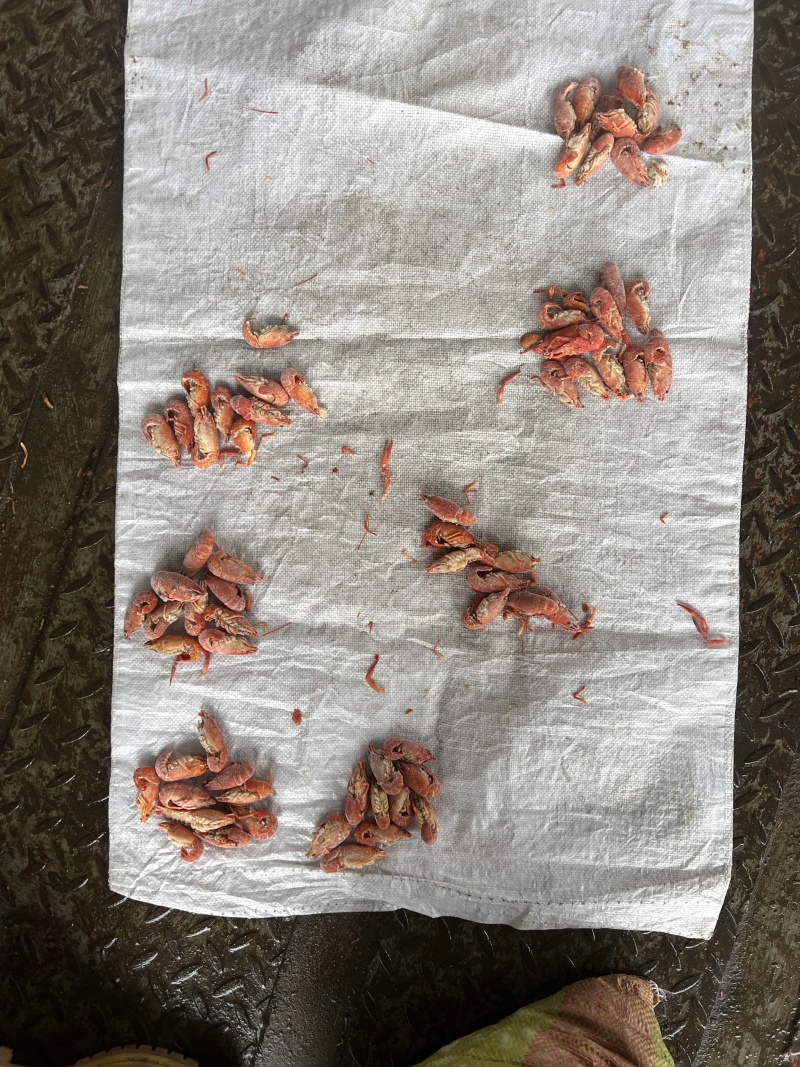 小龙虾整肢虾原料/毛虾/咪咪虾，拨虾仁虾尾的冻虾原料整车