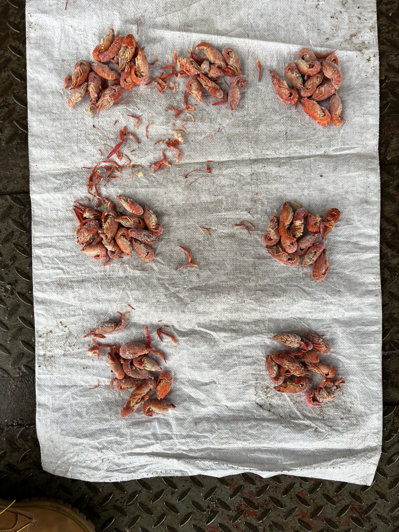 小龙虾整肢虾原料/毛虾/咪咪虾，拨虾仁虾尾的冻虾原料整车