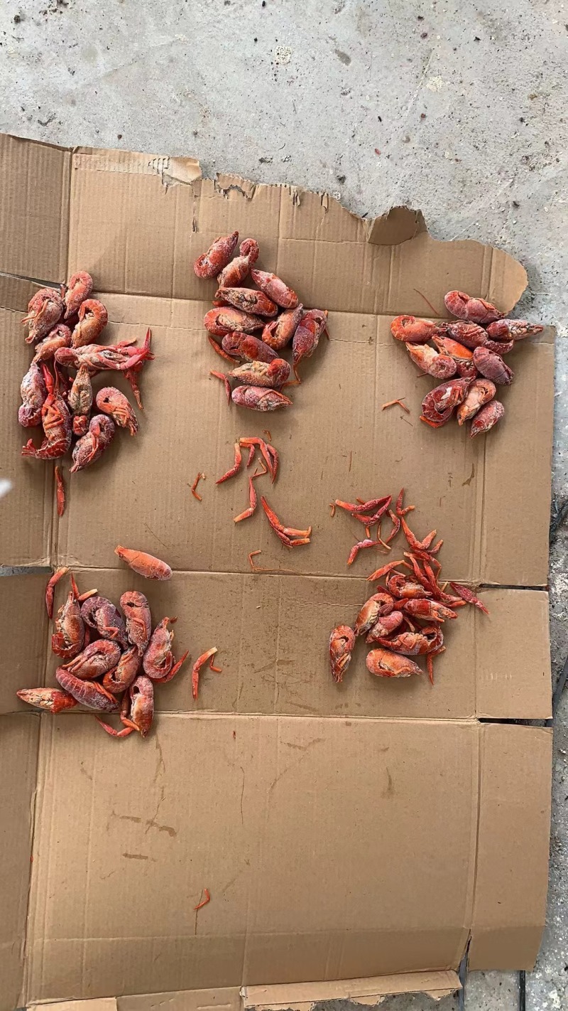 小龙虾整肢虾原料/毛虾/咪咪虾，拨虾仁虾尾的冻虾原料整车