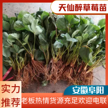 贵妃草莓苗天仙醉草莓苗奇缘草莓苗基地直供可视频