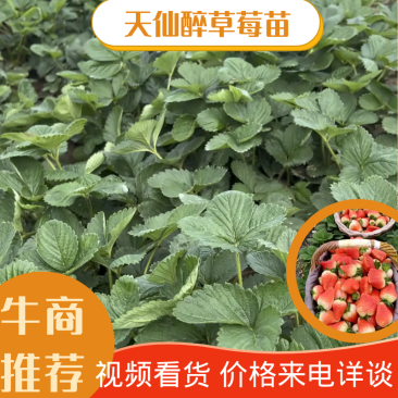 【现挖现发】安徽颍泉天仙醉妙香三号隋珠草莓苗规格齐全
