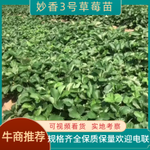 【精选】妙香3号草莓苗现挖现发一手货源欢迎咨询看货