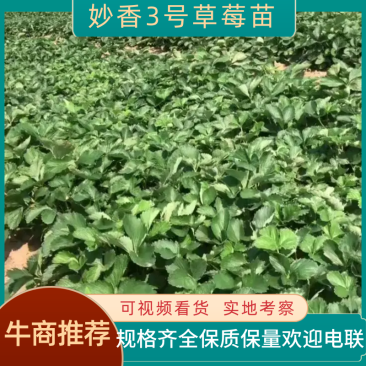 【精选】妙香3号草莓苗现挖现发一手货源欢迎咨询看货
